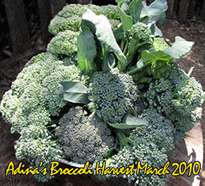 Broccoli Harvest