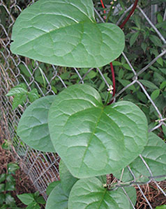 Malabar Spinach