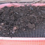 Sifting Compost