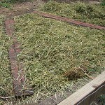 Alfalfa Layer