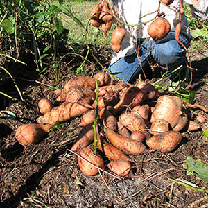 Sweet Potato Harvest