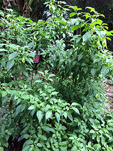 Trinidad Pimento Pepper