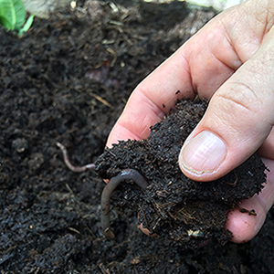 Composted Manure and Yes, I am A Hand Model