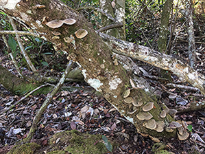 Halpatiokee Buffer Preserve: Fungi