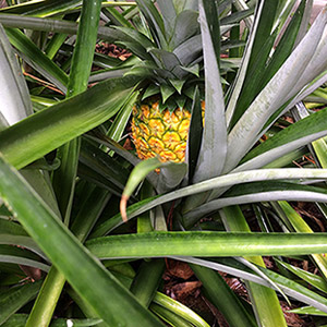 Sometimes pineapples ripen on the plant before I notice it has happened. Sometimes I luck out and get it, sometimes the Opossums are lucky.
