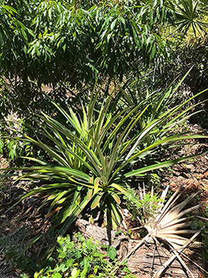 Pineapple plants do well in mulch, and on the edges of other plantings. 