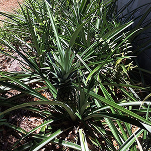 Pineapples planted on the south side of the house. Oak logs line the outer edge, and the palm logs inside and upright are not visible here. 